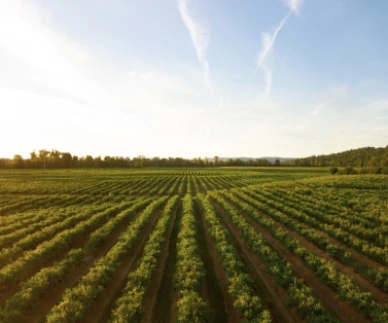 Agriculture and Irrigation